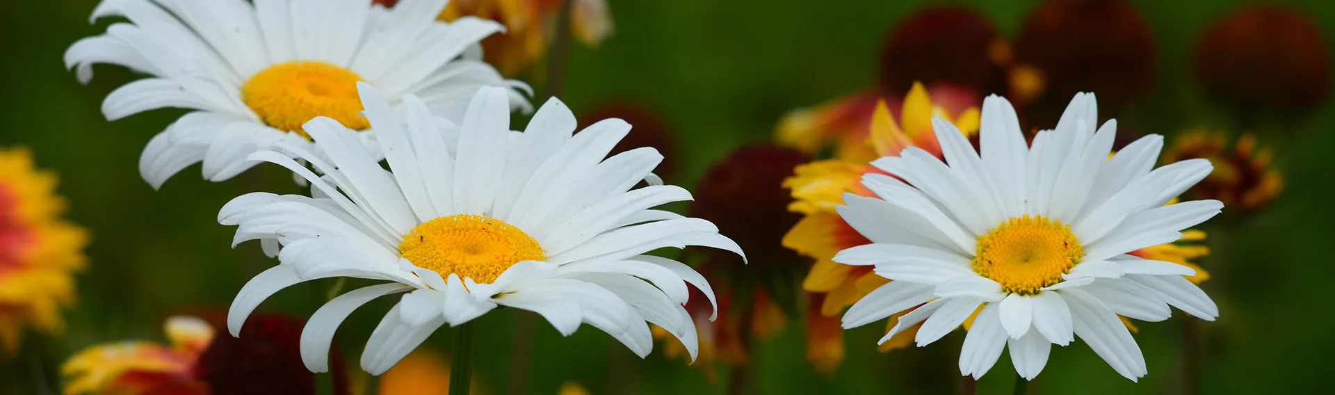 BrighterBlooms Sales -GreenHaven Sales Shop banner21